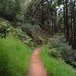 Redwood Bliss, Forest, Trail, Walk, Nature, Redwoods, Redwood Forest, Trees, Photography, Nature Trail, Photo Gift, Forest Wall Art