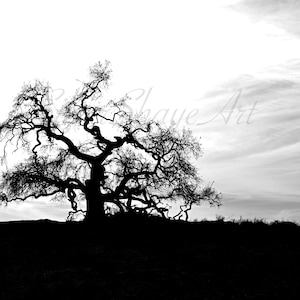 Quiet Giant, Trees, Tree Photography, Monochrome, Wall Art, Wall Decor, Black and White Photography
