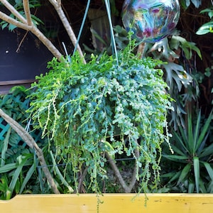 Peacock Fern, Rainbow Fern, 8" Hanging Basket, Selaginella uncinata, Rainbow Moss, Live House Plant, Wedding, Decor, Centerpiece, Exotic