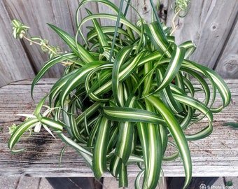 Curley 8in Hanging Basket Bonnie Spider Plant ,Chlorophytum comosum, Live Plant, Air Purifying, Easy to Grow, Housewarming Gift, Variegated