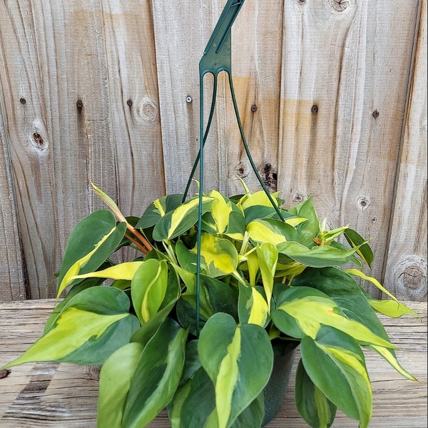 Rare, Heart-Leaf Philodendron 'Brasil', Philodendron hederaceum, Full 8" Hanging Basket, Lemon Philodendron, Cordatum