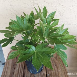 Japanese Aralia Fatsia Japonica 2 Feet Tall Ship In 3 Etsy