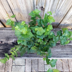 Eye Catching English ivy 6", Hedera helix, Common Ivy, Live Plant, Air Purifying, Centerpiece, Home Decor, Wedding Decor, Housewarming Gift