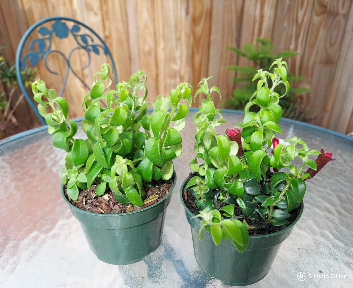 Unique and Rare Twisted Rasta Lipstick Plant 4 | Etsy