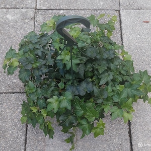 Absolutely Stunning! English ivy 8" Hanging Basket, Hedera helix, Common Ivy, Live Plant, Large Hanging Basket