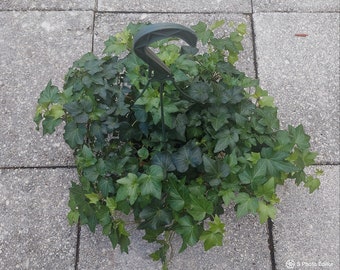 Absolutely Stunning! English ivy 8" Hanging Basket, Hedera helix, Common Ivy, Live Plant, Large Hanging Basket
