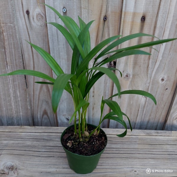 Areca Palm Live Plant - Etsy