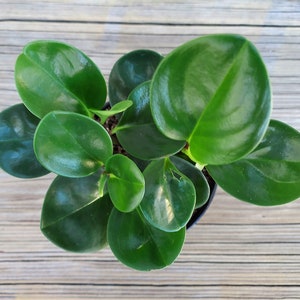 Live House Plant, Peperomia obtusifolia, the Baby Rubber Plant, 4", Easy to Grow, Housewarming Gift