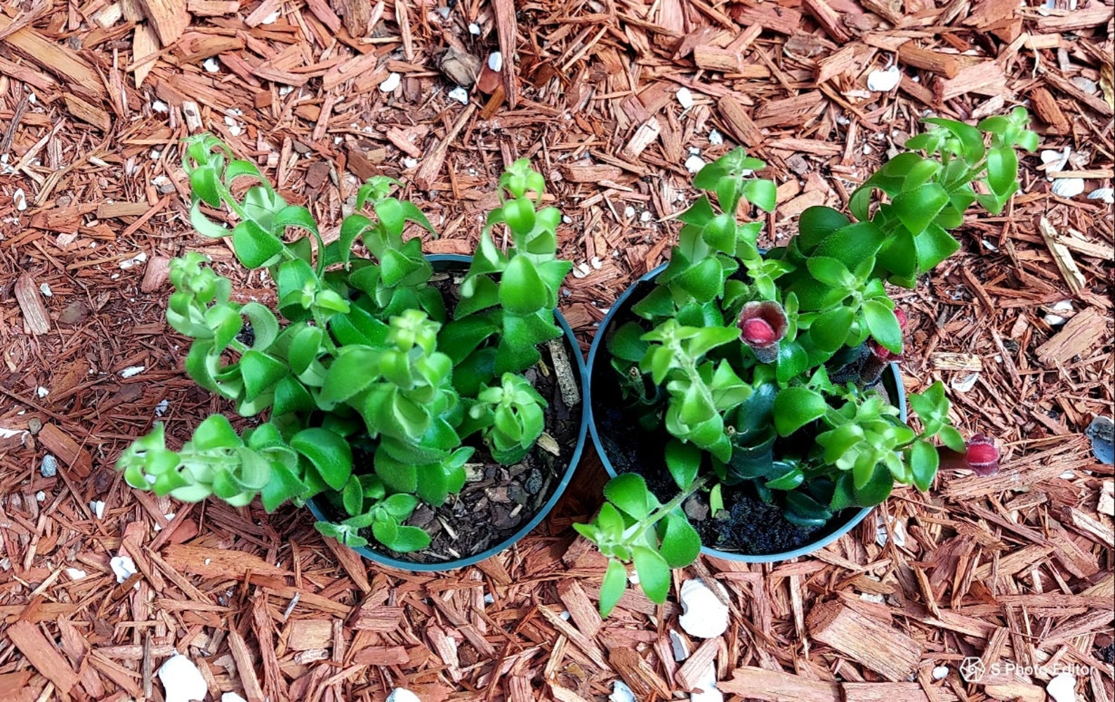 Unique and Rare Twisted Rasta Lipstick Plant 4 | Etsy