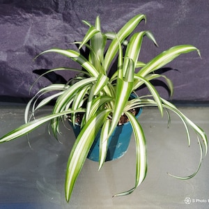 Spider Plant, Airplane Plant, Ribbon Plant, 4" Container, (Chlorophytum comosum), Live Plant, Variegated, Centerpiece, Air Purifying