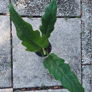 Philodendron "Narrow, 4" container, "Tiger Tooth, Live House Plant, Décor, Centerpiece, House warming gift, Easy to grow