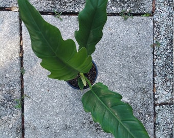 Philodendron "Narrow, 4" container, "Tiger Tooth, Live House Plant, Décor, Centerpiece, House warming gift, Easy to grow