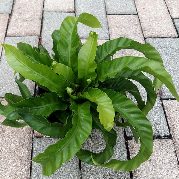 Hurricane Bird Nest Fern! Unique New Variety, 6" Live Houseplant, Asplenium nidus, Twisted Bird Nest, Centerpiece, Funky, Exotic, Glossy