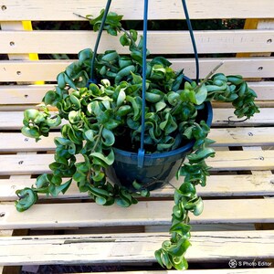 Rare Rope Hoya Carnosa Compacta, 8" HB FULL all Green Rope Hoya, Hindu Rope Hoya, Rare, Easy to Grow, Housewarming Gift, Heirloom