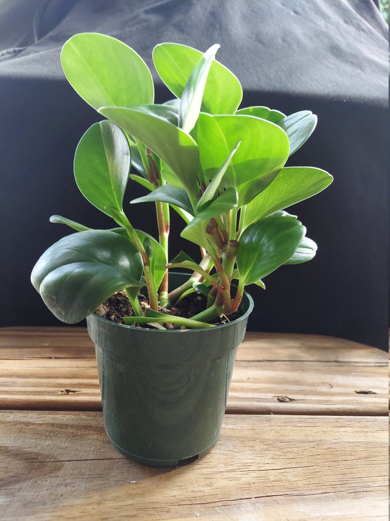 Live House Plant Peperomia obtusifolia the Baby Rubber Etsy
