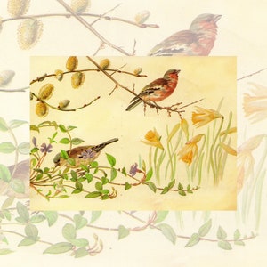 Junk Journal Edith Holden Composites Digital Kit 30 stron Vintage Images Scrapbook Craft Nature Botanical Cute Animals Stationery Supplies