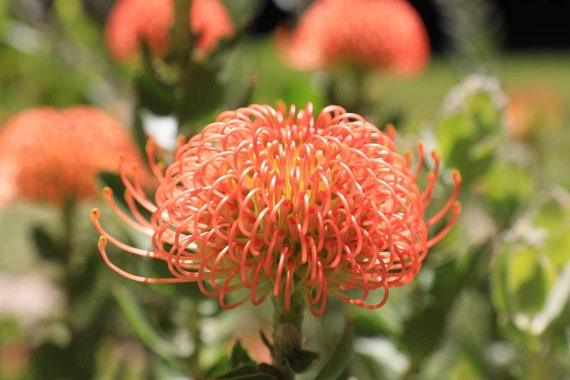 Leucospermum Flame Giant Established 5gal Plant With Buds | Etsy