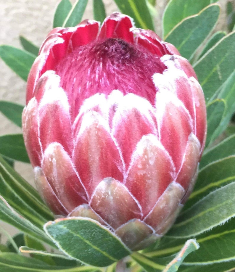 Two Protea Pink Ice South Africa Native Rooted Plants Etsy