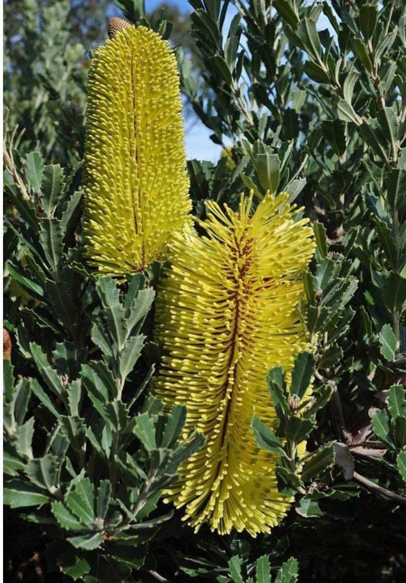 One Banksia Praemorsa Yellow 1gal Mature Plant Australian