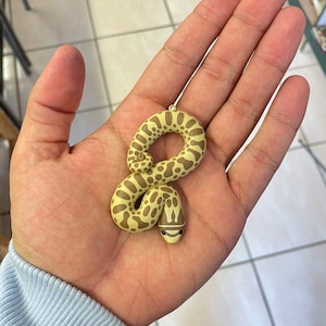 Western Hognose snake pendant/sculpture for necklace/key ring, perfect for reptile/snake lovers