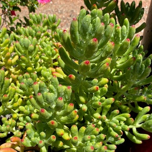 Healthy Sedum Rubrotinctum &quot;Pork and Beans&quot; Succulent Cuttings- LIVE PLANT!
