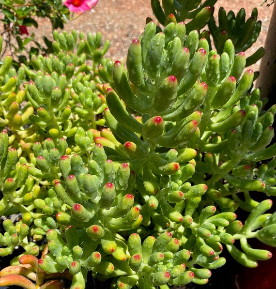 Healthy LIVE Green & Red Sedum Rubrotinctum- "pork and Beans" Succulent  Cutting - Etsy