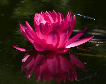 Pink Lotus, flower, blue dragonfly, hot pink, pond, reflection in water, Lilly pad, wall art, home decor, office decor,  photo, print