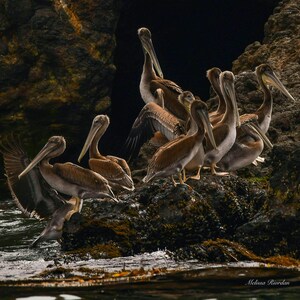 Pelicans, birds, beach, photography, wall art, home decor, office decor, bird photography, wildlife, nature, fine art