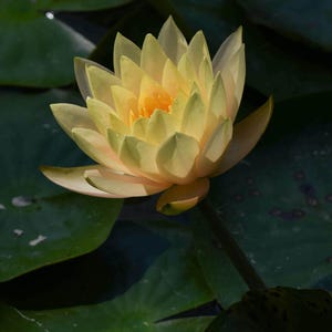 Lotus, illuminated, pink, flower, pond, Lilly pads, floral, nature, wall art, photography, home decor, office decor, fine art