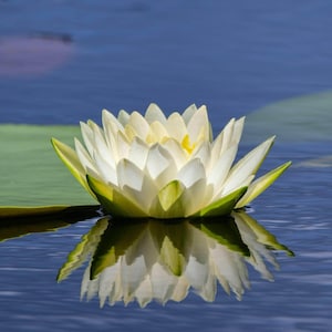 Water lily, lotus, pond, reflection, water, floral, Lilly pad, beauty, nature, photography, fine art, wall art, home decor, office decor,