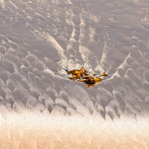 May include: A close-up of a sandy beach with rippled patterns created by the receding tide. A cluster of brown seaweed rests on the sand.