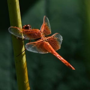 Red, dragonfly, insects, nature photography, wildlife photography, home decor, office decor, digital download, photo, beauty in nature,
