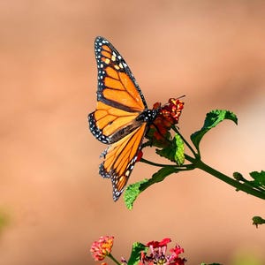 Mariposa monarca, fotografía de naturaleza, fotografía de vida salvaje, flores, arte mural, decoración de oficina, decoración del hogar, regalos, descargas digitales