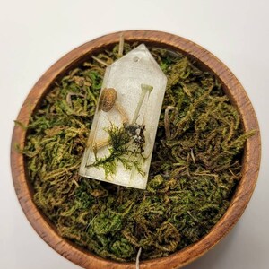 Mushroom and Pixie Cup Milk