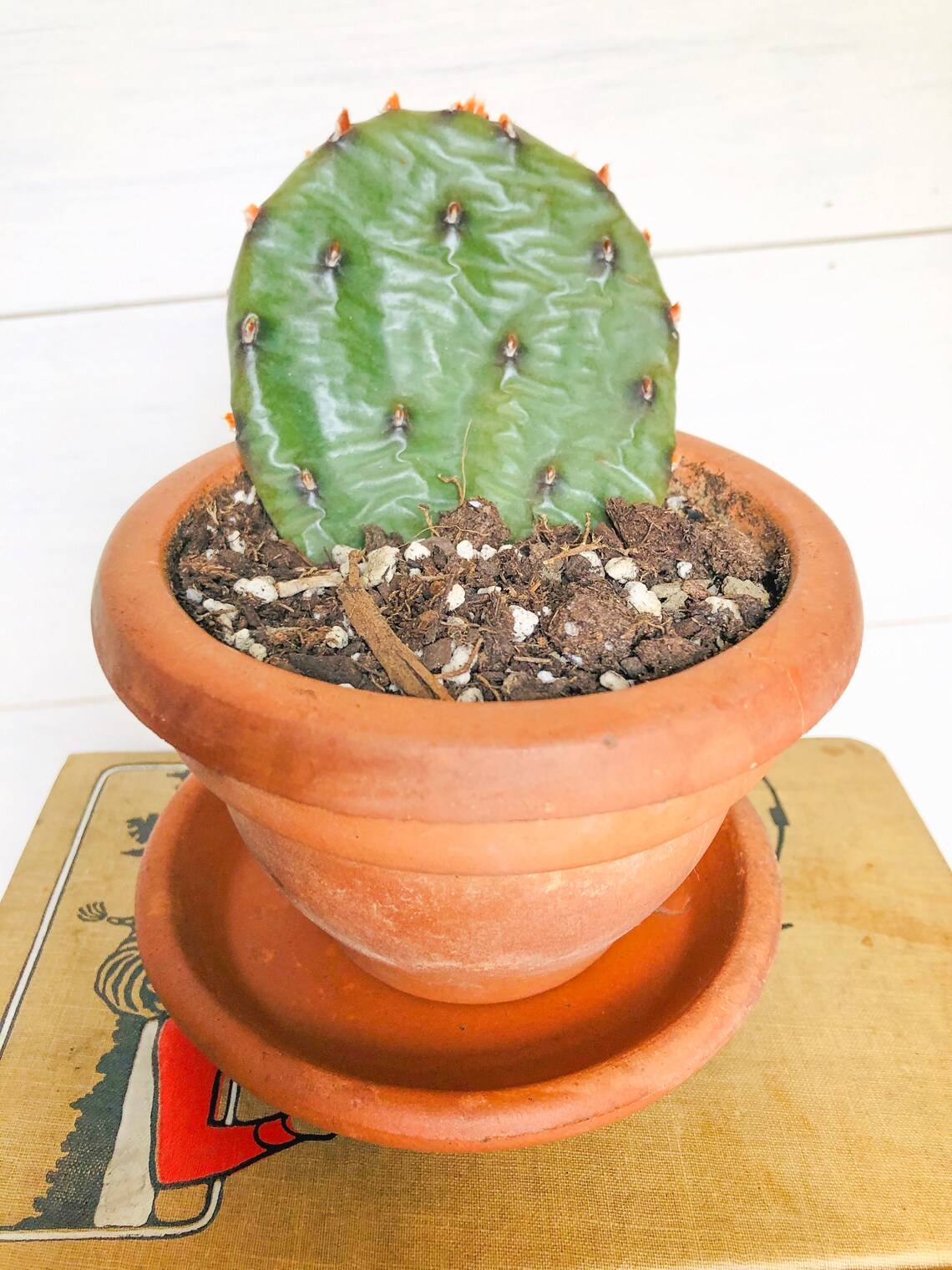 4 Prickly Pear cactus PadsStarter CuttingsWinter HardyReady Etsy