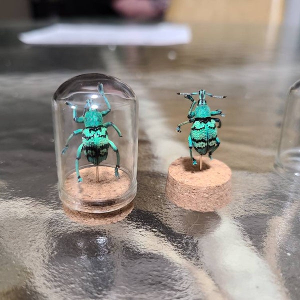 Black turquoise blue weevil beetle taxidermy oddity in bell jar