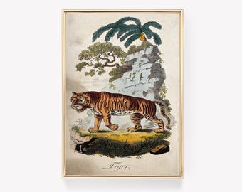 Vintage Tiger Illustration | Antique Tiger Print | Wall Art | Big Cat Decor | Wild Animal Print