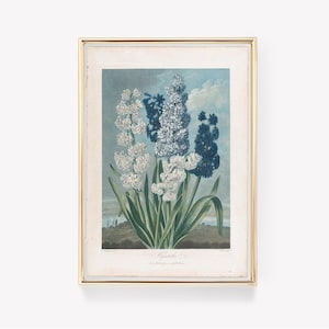 Vintage hyacintprint | Antieke bloemsierkunst | Redouté Botanical | Hyacint schilderij | Wanddecoratie