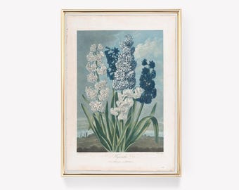 Vintage Hyacinth Print | Antique Floral Art | Redouté Botanical | Hyacinth Painting | Wall Decor