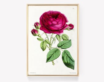 Botanical Illustration | Vintage Red Rose Print | J. Andrews Art | Floral Art | Antique Flower Poster