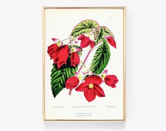 W. G. Smith Begonia | Begonia Print | Magenta Queen Art | Vintage Painting | Botanical Print | Wall Decor