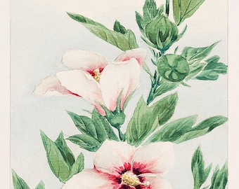 Red Hibiscus Print | Floral Art Print | Botanical Wall Decor | Vintage Painting | Flower Illustration