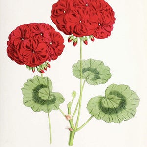May include: A botanical illustration of a double zonal pelargonium, also known as a geranium, with red flowers and green leaves. The plant is depicted in a vintage style, with delicate details and a white background. The text "DOUBLE ZONAL PELARGONIUM VESTA" is printed below the image.