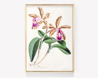 Orchid Illustration | Botanical Print | Vintage Art | Worthington G. Smith | Antique Orchid Print