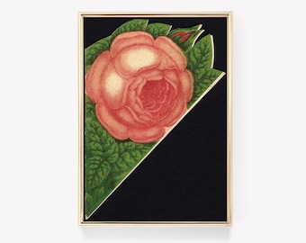 Vintage Rose Illustration | Antique Flower Print | Botanical Art | Floral Decor | Vintage Print | Wall Art