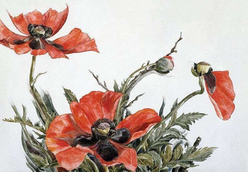 Oriental Poppies | Georgia O'keeffe Art | Floral Print | Vintage ...
