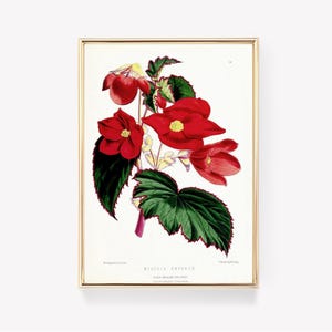 Begonia Emperor | Vintage Painting | Botanical Art | Antique Begonia Print | Classic Flower Print