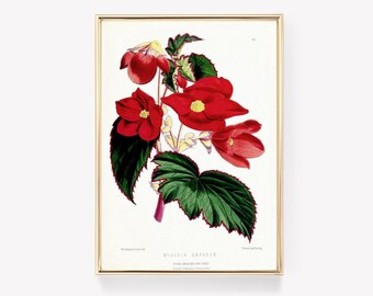 Begonia Emperor | Vintage Painting | Botanical Art | Antique Begonia Print | Classic Flower Print