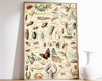 Gráfico de identificación de insectos vintage / Artrópodos por Adolphe Millot / Ilustraciones de libros de texto científicos / Impresión botánica / Impresión de arte Cottagecore