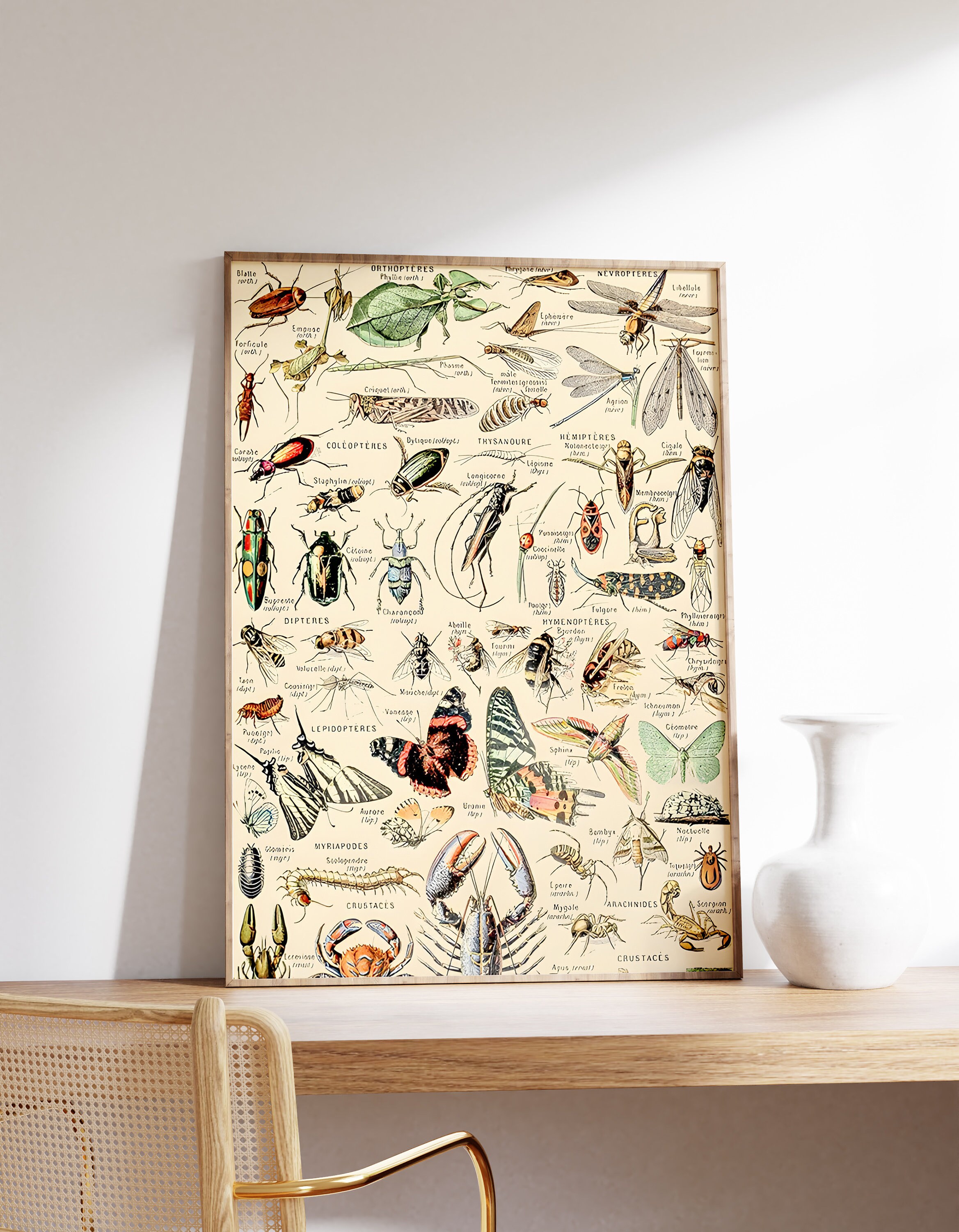 Vintage Insektenbestimmungskarte | Gliederfüßer von Adolphe Millot | Lehrbuch der Wissenschaften Kunstwerk | Druck | Cottagecore Kunstdruck